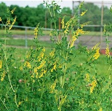 1000+ Sweet Clover Seeds, Legumes - (Melilotus officinalis) - Non-GMO USA Seller Legumes price