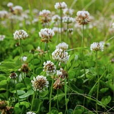 1000+ WHITE DUTCH CLOVER SEEDS - COVER CROP * PERENNIAL LEGUMES* Non-GMO USA Legumes price