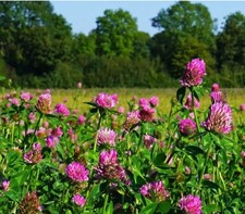1000+ Mammoth Red Clover Seeds (Trifolium pratense) -Flower Legumes Pollinator Legumes price