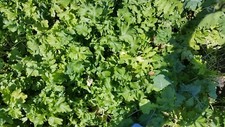Wooderson Deer Food Plot Mix(Radish/Turnip, Legumes, Variety of Clovers) 4 lb Legumes price