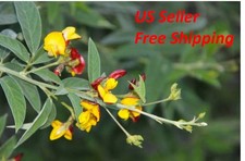 35 seeds- Pigeon Peas (Cajanus Cajun) Perennial Legumes - Free Shipping Legumes price
