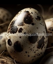 2 Dozen Plus Extra Eggs , Jumbo Coturnix Hatching Eggs ..NPIP / AI  P Certified Eggs price