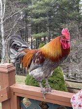 6 fertile hatching chicken eggs - Beautiful Barnyard Mix Eggs price