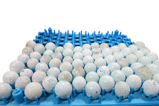 CELADON Quail Hatching Eggs 12+ Eggs price