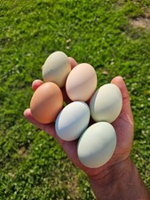 12 pack Chicken hatching rainbow eggs Eggs price