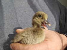 15  Khaki Campbell Duck Hatching Eggs Eggs price