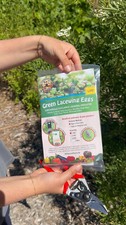 Green Lacewing Eggs in Rice Hulls - 1,000 Count - Aphid Exterminator Eggs price