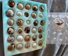 Coturnix Quail Hatching  Eggs Buy One Get One Free- You CHOOSE Eggs price