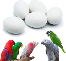 5 Pcs Hatching Eggs for Parrots, Macaws, Cockatoos, and Eclectus - 37mm x 27mm Eggs price