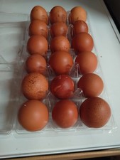 18+ French Black Copper Maran FBCM chicken fertile hatching eggs FAST SHIPPING! Eggs price