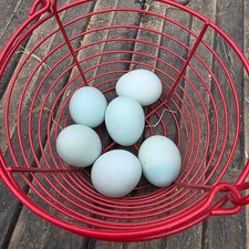 10+ Ermine x Ermine Ameraucana Hatching Eggs | Purebred | TN NPIP CERTIFIED Eggs price