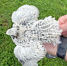 15+ RARE Pearl Fee Quail Hatching Eggs NPIP AI Free Eggs price
