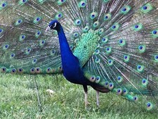 5  "MIXED VARIETY" PEACOCK / PEAFOWL HATCHING EGGS!!!! Eggs price