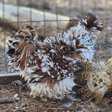 Silkie Hatching Eggs Mille Fleur 6 Showgirl Frizzle NPIP & AI Eggs price