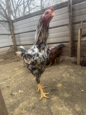12 Hatching Eggs Giant Chicks Hybrid - Indio Gigante Dual Purpose Egg Layers Eggs price