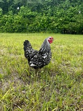 (12) Silver Laced Wyandotte Hatching Eggs Eggs price