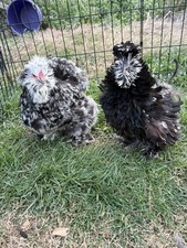Silkie Hatching Eggs Mottled, Showgirl, Frizzle.  ( 6 EGGS ) Eggs price
