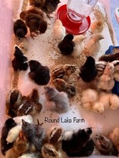 12 Fresh and Fertilized Barnyard Mix Free Range Chicken Hatching Eggs Eggs price