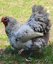 14 Pure English Orpington Hatching Eggs Mauve, SL,Mauve Laced, Choco, Huge Birds Eggs price