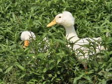 12 White Crested Duck Hatching Eggs Eggs price