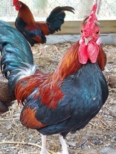 8 Purebred OEGB BB Red Chicken Fertile Hatching Eggs Eggs price
