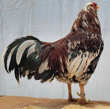 6 Russian Orloff Htching Eggs Npip Eggs price