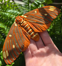 50X Regal Moth Eggs (  Citheronia regalis ) Live feeder LIMITED AMOUNT! Silkmoth Eggs price