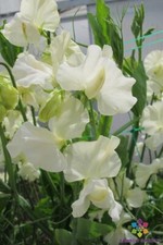 50+ Clotted Cream Sweet Pea Seeds for Garden Planting - USA - FREE SHIPPING! Clotted Cream price