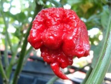 100 Carolina Reaper Chili Pepper Seeds World Record Hot Peppers Vegetables Seed Vegetables price