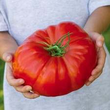 100+ BEEFSTEAK HEIRLOOM TOMATO SEEDS - FRESH FOR YOUR VEGETABLE GARDENS Vegetables price
