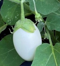 White Egg Eggplant Seeds, NON-GMO, Garden Egg, Heirloom, FREE SHIPPING Vegetables price