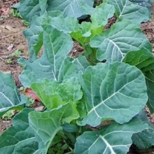 400+ GEORGIA COLLARD SEEDS (Brassica oleracea ) - Heirloom Vegetable Spring Fall Vegetables price