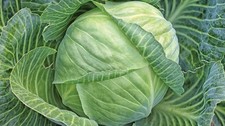 500+ Cabbage Seeds - All Seasons Cabbage, culinary VEGETABLE, Non-GMO, Heirloom Vegetables price