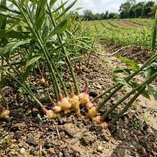 100 Pcs Ginger Seeds Perennial Vegetable Seeds for Backyard Garden Planting Vegetables price