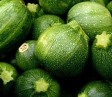ROUND ZUCCHINI SEEDS 30+ SQUASH Vegetables COOKING culinary FREE SHIPPING Vegetables price