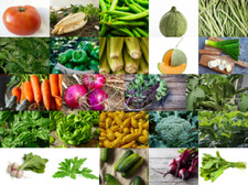 2026 Survival Seeds (13,000+ Seeds) -24 Varieties | Non-GMO Heirloom Vegetables Vegetables price