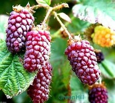 Vancouver Island Tayberry Plant - 20 Seeds- Crossbreed of Raspberry & Blackberry Fruits price