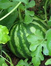 Sugar Baby Watermelon Seeds 25+ Fruit Melon Garden USA NON-GMO FREE SHIPPING Fruits price