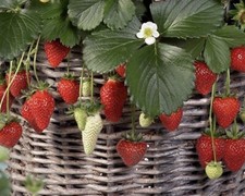 25+ Mixed  strawberry seeds | Everbearing - Fragaria, Fruit seeds - USA Fruits price