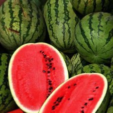 Cal Sweet Supreme Watermelon Seeds 25+ Fruit Melon Heirloom NON-GMO FREE S&H Fruits price