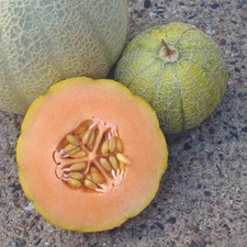 Minnesota Midget Cantaloupe Seeds 25+ Mini Melon Fruit NON-GMO FREE SHIPPING Fruits price