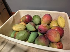 18 lbs - Florida Grown Mango Fruits - Fresh All Natural - No Fungicides Fruits price