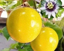 15+ Golden Passion Fruit Seeds Sweet Granadilla Yellow Passion Fruit Seeds USA Fruits price