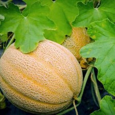 Hales Best Jumbo Melon Seeds, NON-GMO, Cantaloupe, Muskmelon, FREE SHIPPING Fruits price