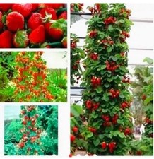 25+ Strawberry Seeds, Non-GMO, Heirloom Fruit Seeds USA Seller & Free Shipping Fruits price