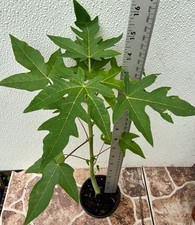 1- Dwarf Solo Hawaiian Papaya Fruit Tree 13-14"Tall Had Fully Roots With 4” Pot Fruits price
