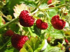 Alpine Strawberry Fragaria Vesca fast growing 100+ seeds Free Shipping! Fruits price