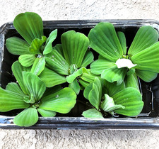 30  Water Lettuce Pond Plants MEDIUM Live Plant Floating,NO FLORIDA,READ BELOW Water price