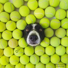 100 Used Tennis Balls - Free Shipping - Fun for Dogs! - 10% off bulk purchase Balls price