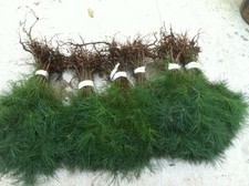 10 White Pine Sapling 10inch Evergreen Christmas Tree Transplants Item#HSE Sapling price